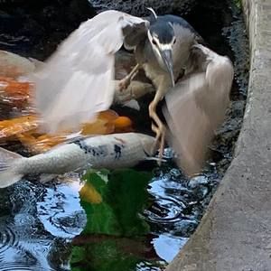 Meet your Posher, Cheryl cher